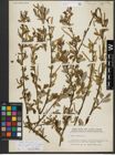 Foto von Salix triandra subsp. amygdalina (L.) Schübl. & G. Martens